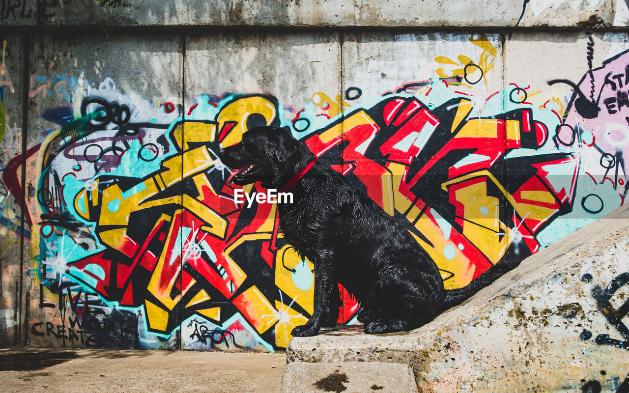 GRAFFITI ON WALL OF A CAT