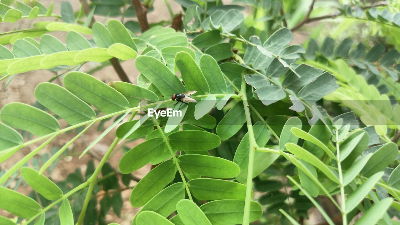 HIGH ANGLE VIEW OF GREEN LEAVES ON PLANT