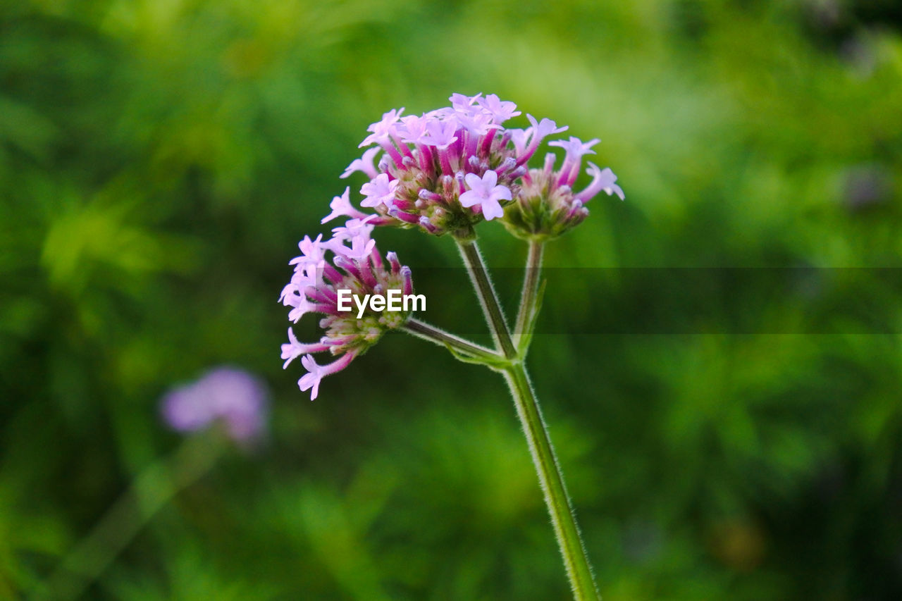 Close-up of purple flowering plant