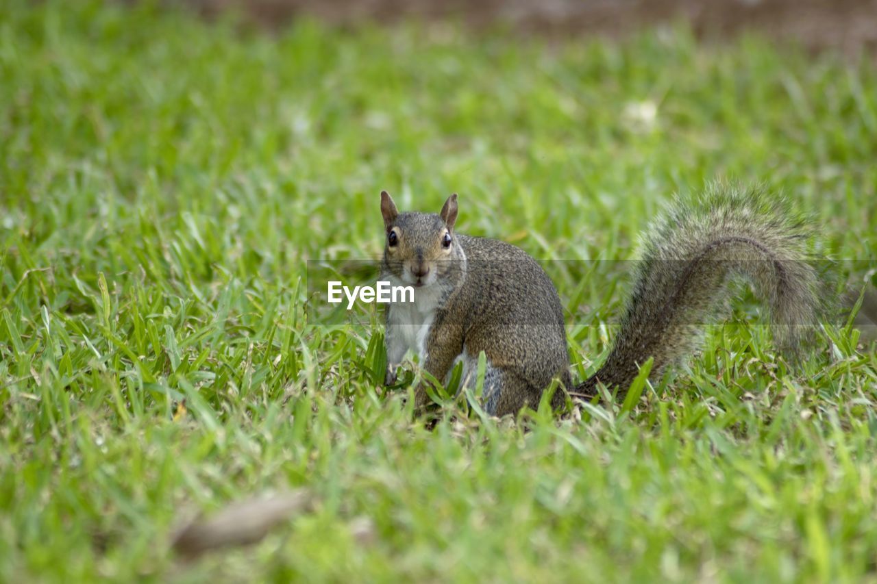 Squirrel in a field