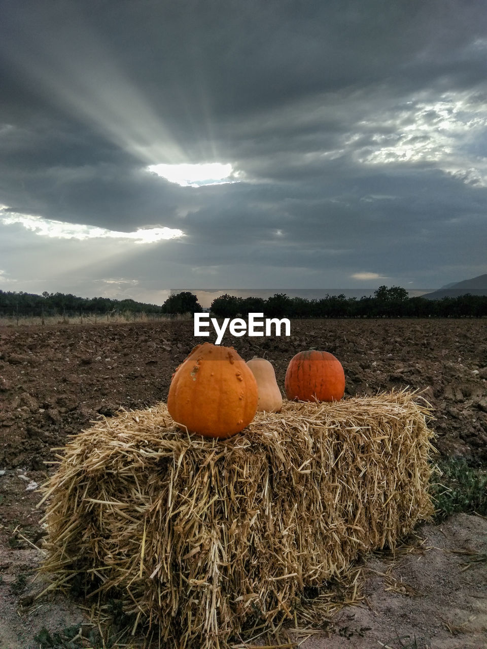 Hay bales and pumpkins on field against sky