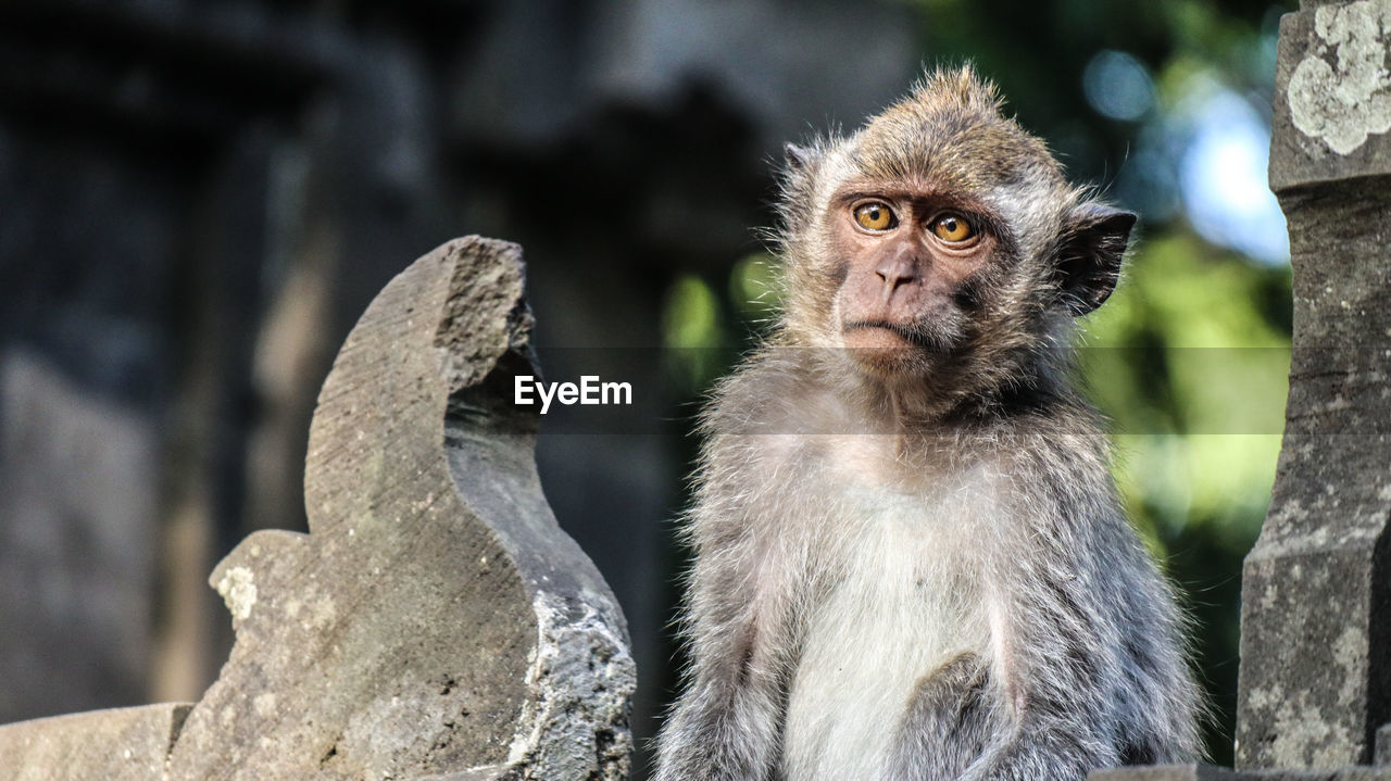 CLOSE-UP OF MONKEY LOOKING AWAY