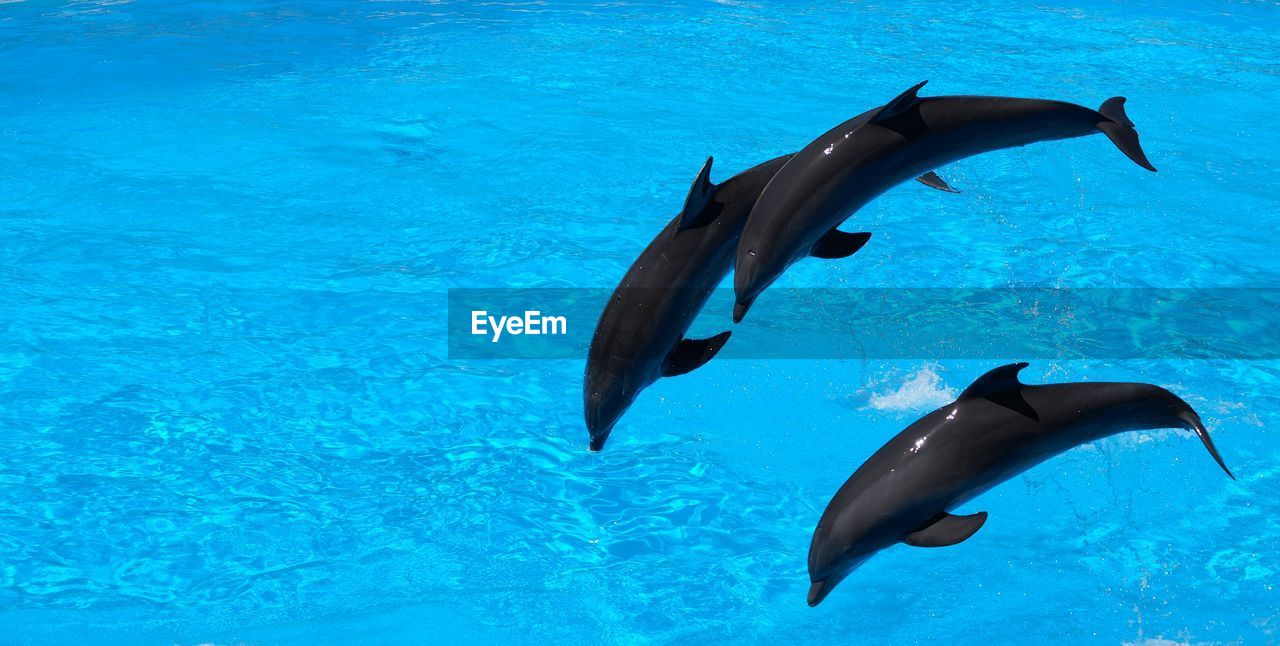 High angle view of dolphins jumping in sea