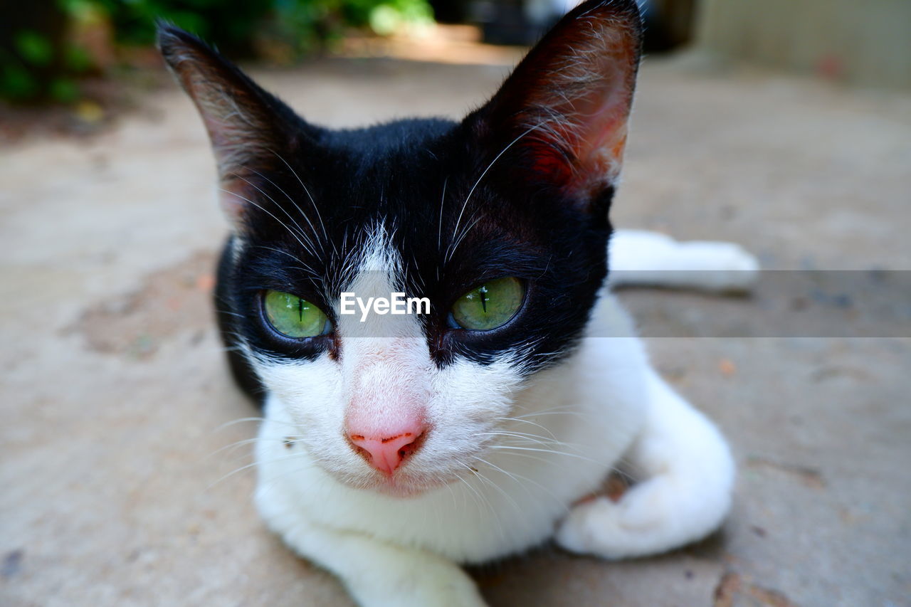 PORTRAIT OF A CAT