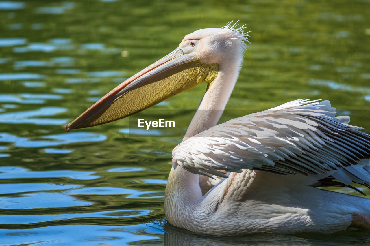 CLOSE-UP OF A DUCK IN LAKE