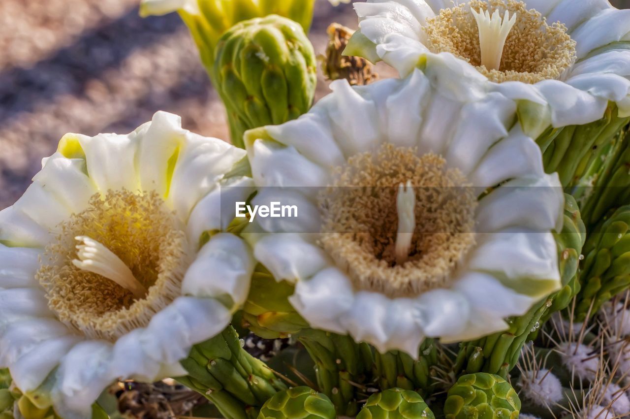 CLOSE-UP OF WHITE FLOWER