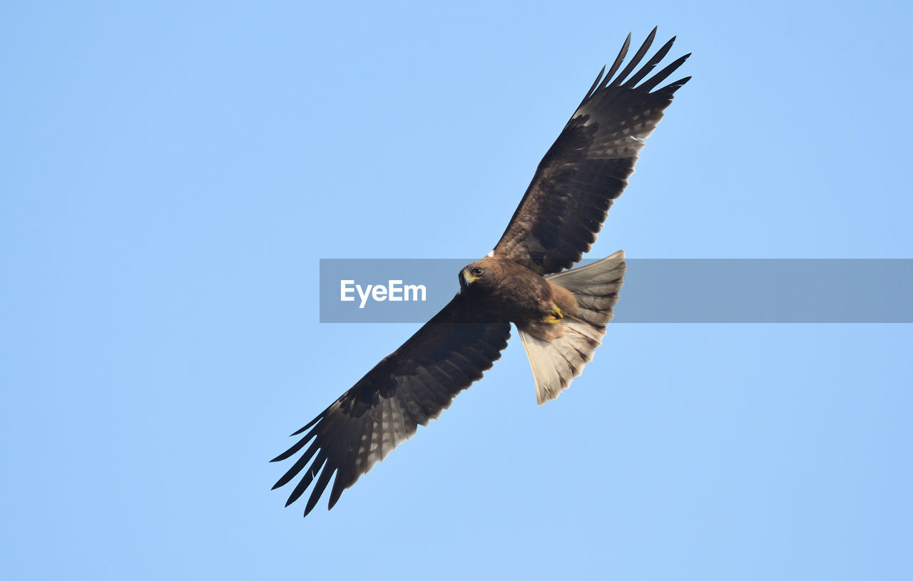 LOW ANGLE VIEW OF EAGLE FLYING