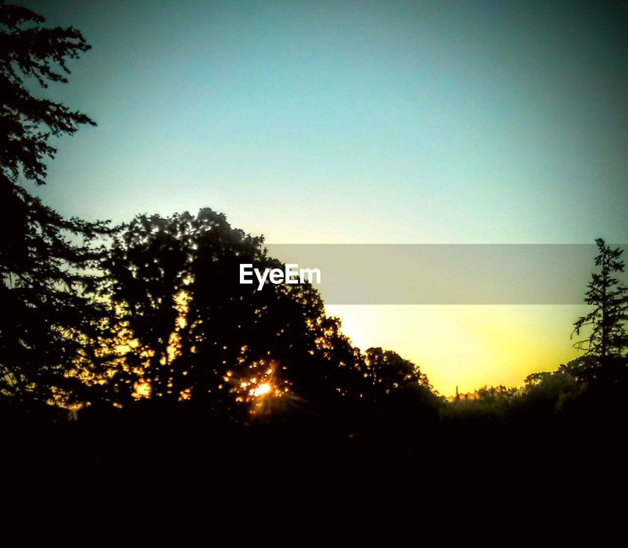 SILHOUETTE TREES AT SUNSET