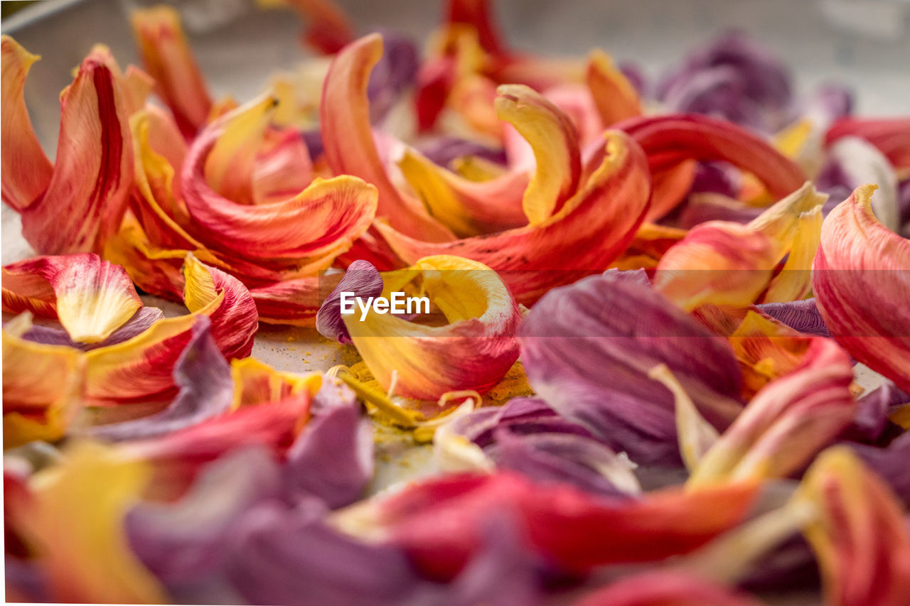 CLOSE-UP OF ORANGE FLOWERS