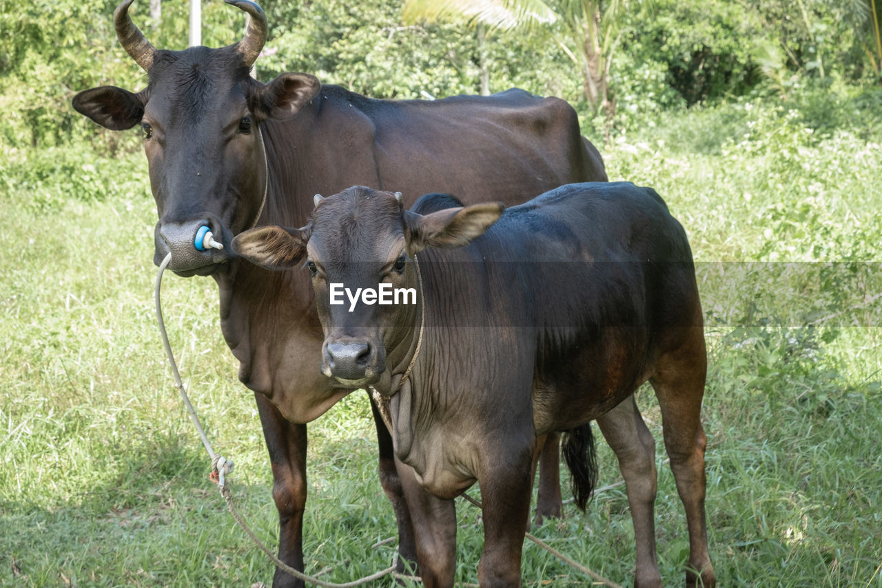 COWS STANDING IN FIELD