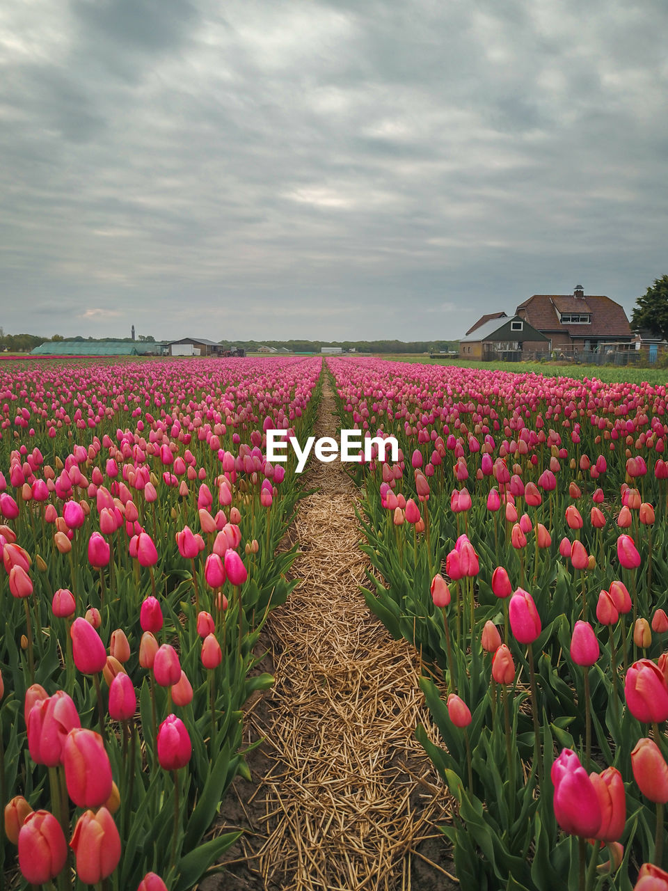 Flower tulip field in the netherlands from above