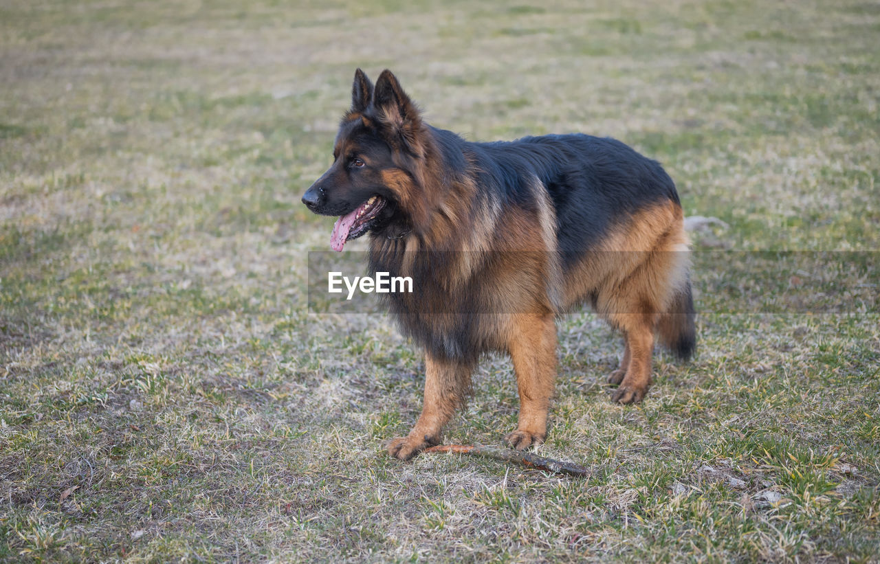 portrait of dog standing on field