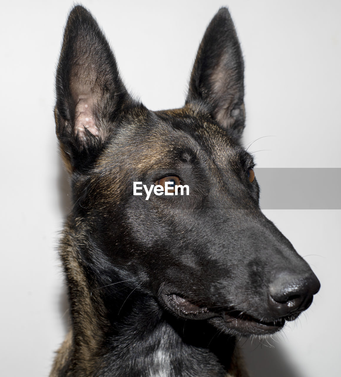 CLOSE-UP OF A DOG LOOKING AWAY