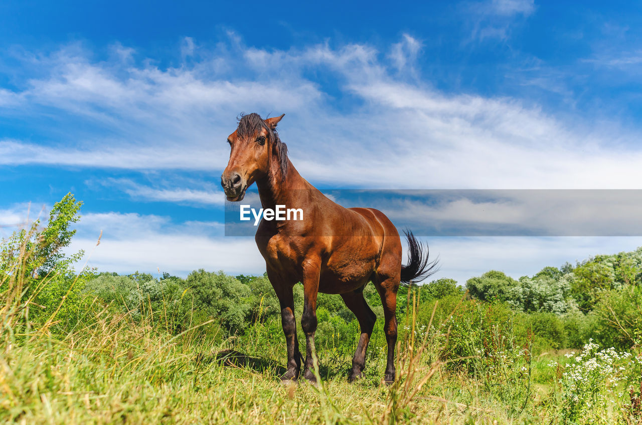 A brown-colored horse stands among the grass in a pasture under a blue sky in the clouds