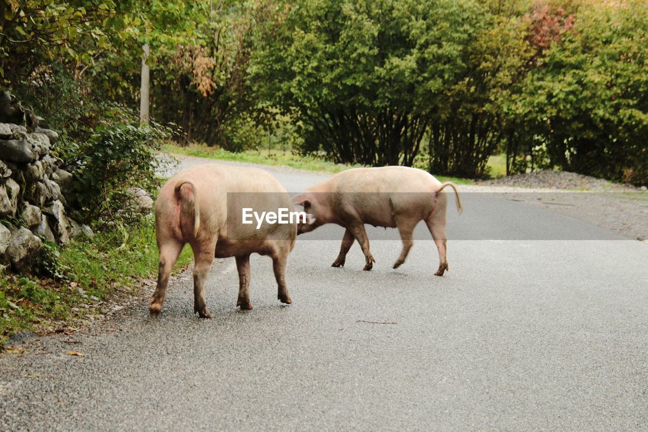 Pigs standing on road