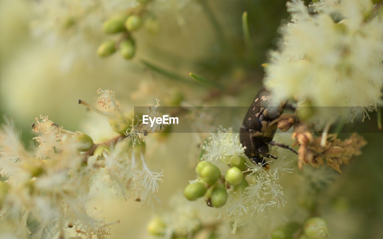 CLOSE-UP OF INSECT ON PLANT AT DUSK