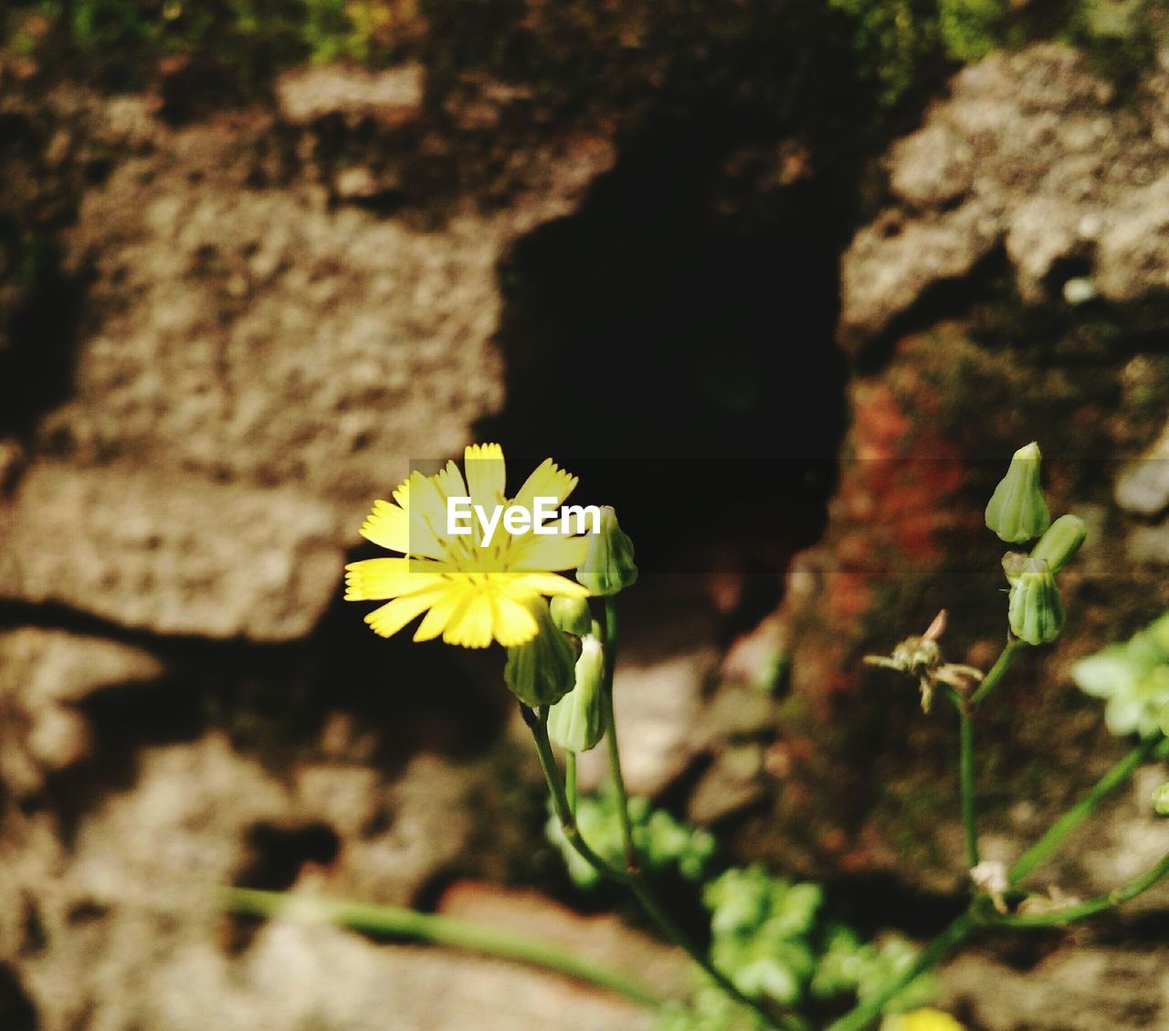 CLOSE-UP OF YELLOW FLOWER