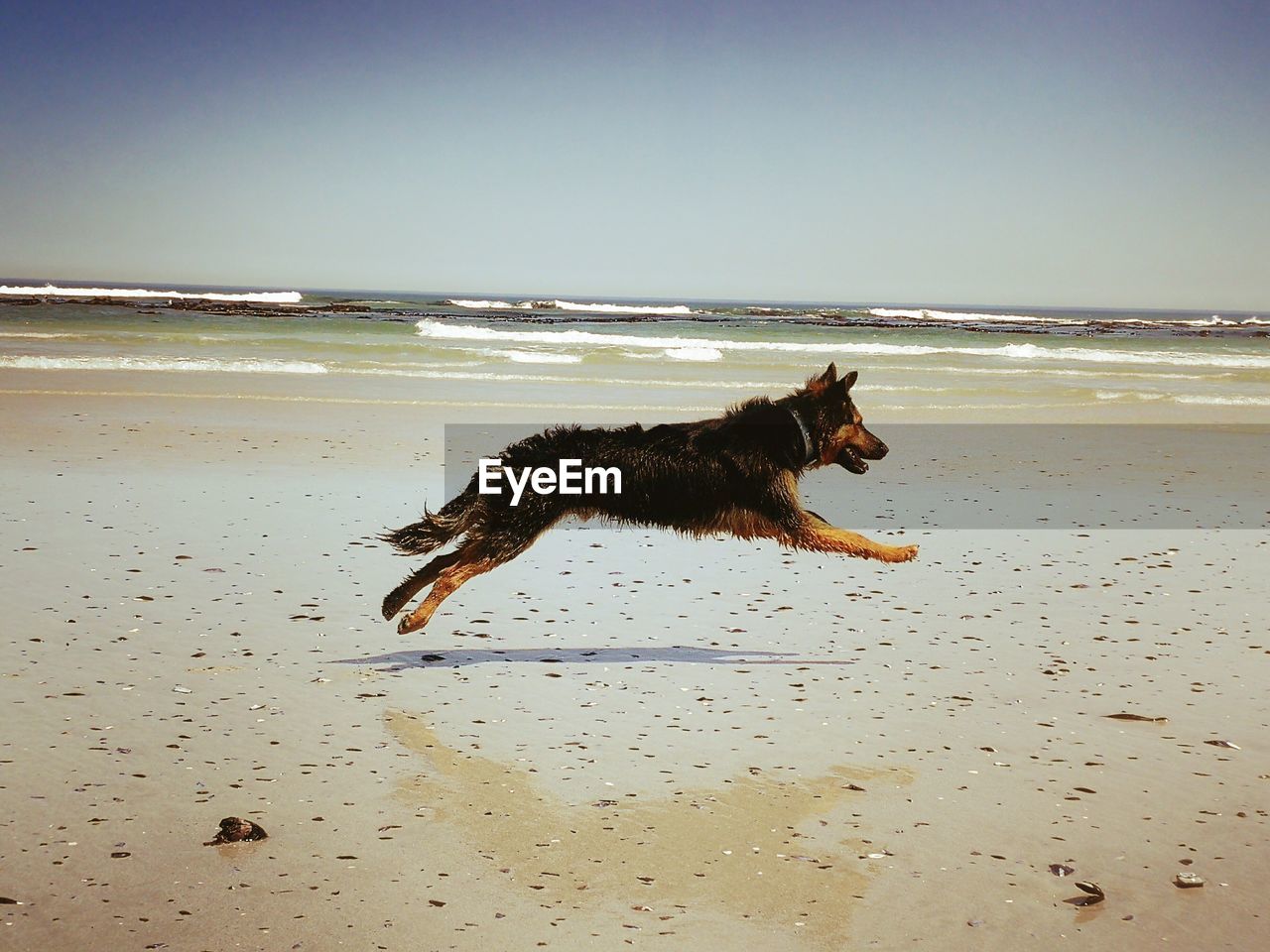 DOG RUNNING ON BEACH AGAINST SKY