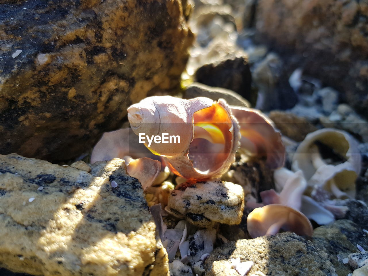 Close-up of shell on rock