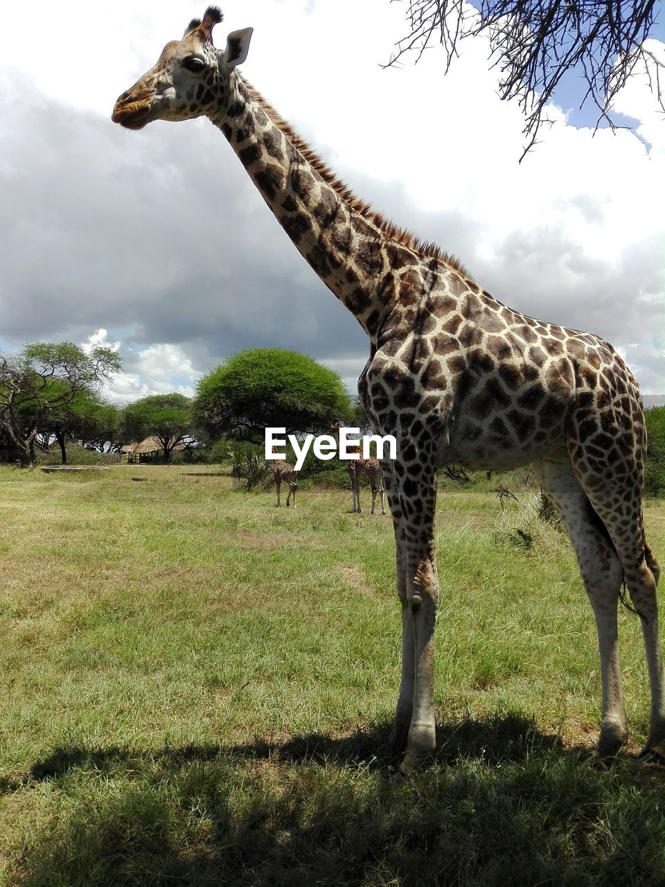 Your highness. a giraffe in a kenyan reserve