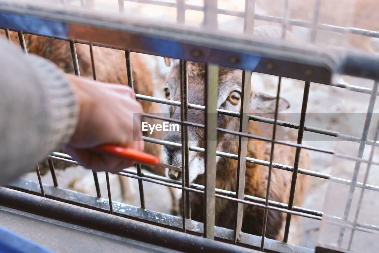 MIDSECTION OF PERSON HOLDING CAGE IN CONTAINER