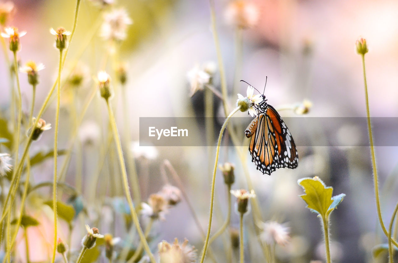 Close-up side view of butterfly on flower