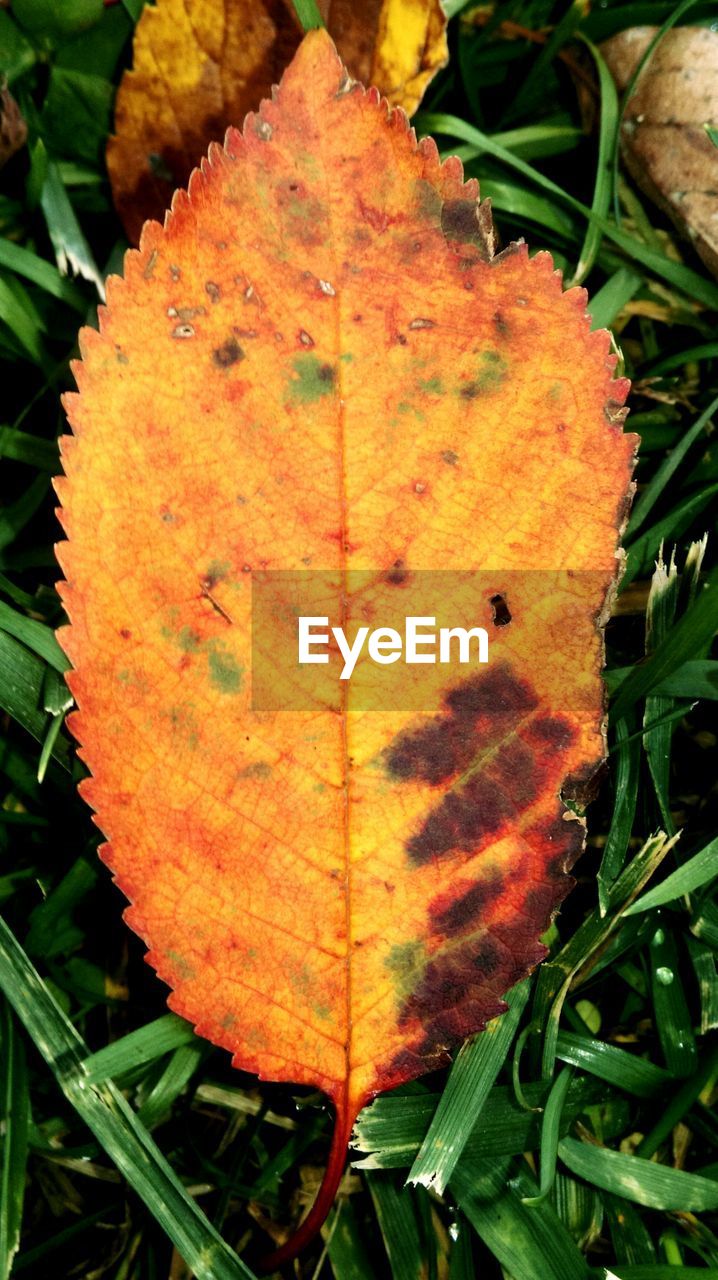 CLOSE-UP OF LEAVES