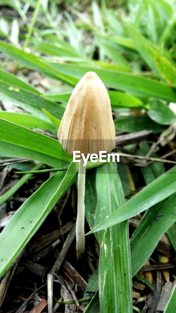CLOSE-UP OF MUSHROOM ON FIELD