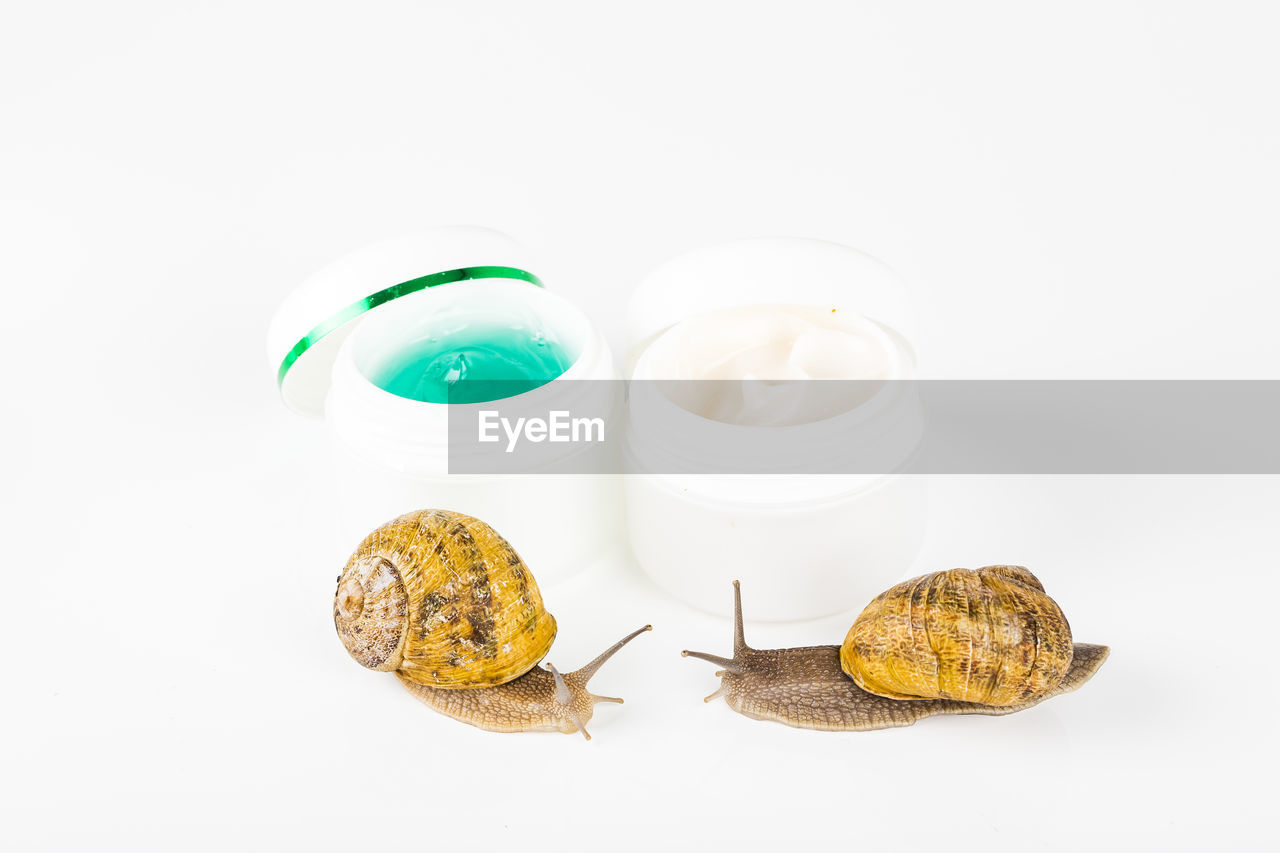 HIGH ANGLE VIEW OF SNAILS