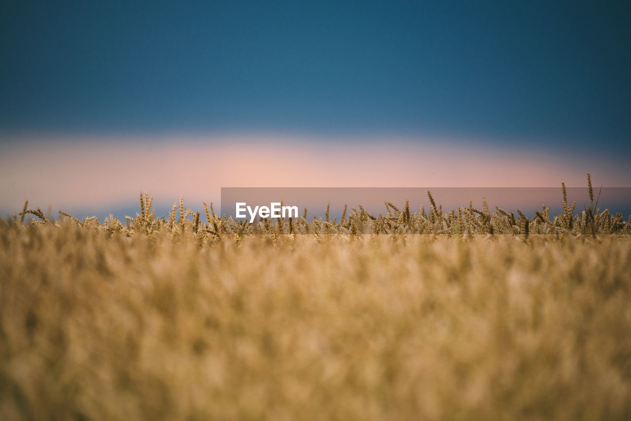 Wheat close-up of a field with a setting sunset pink sun