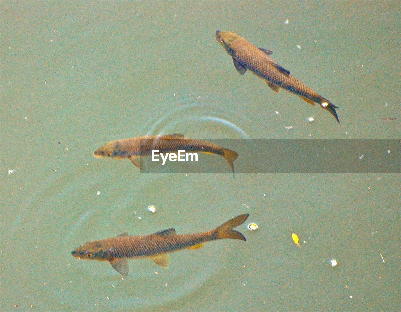 HIGH ANGLE VIEW OF FISH SWIMMING UNDERWATER