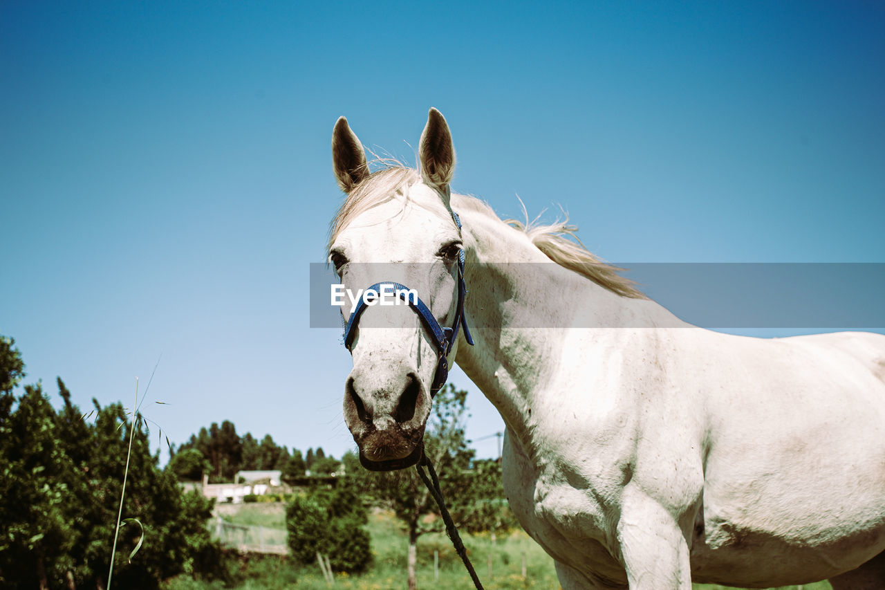 Horse against clear blue sky