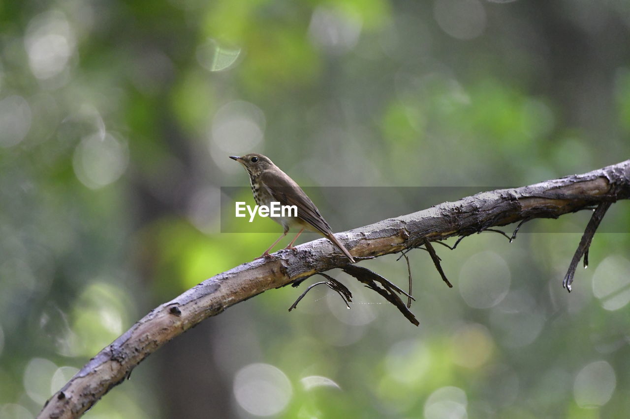 Low angle view of bird perching on branch