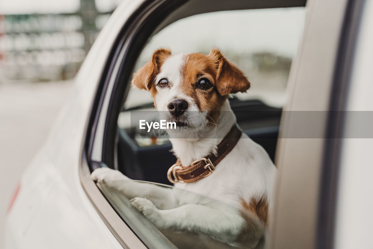 DOG SITTING IN CAR