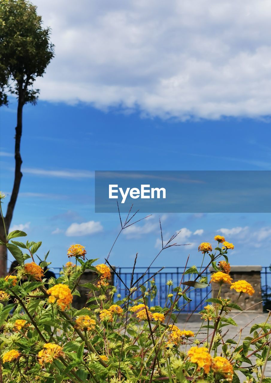 SCENIC VIEW OF FLOWERING PLANTS AND YELLOW FLOWERS AGAINST SKY