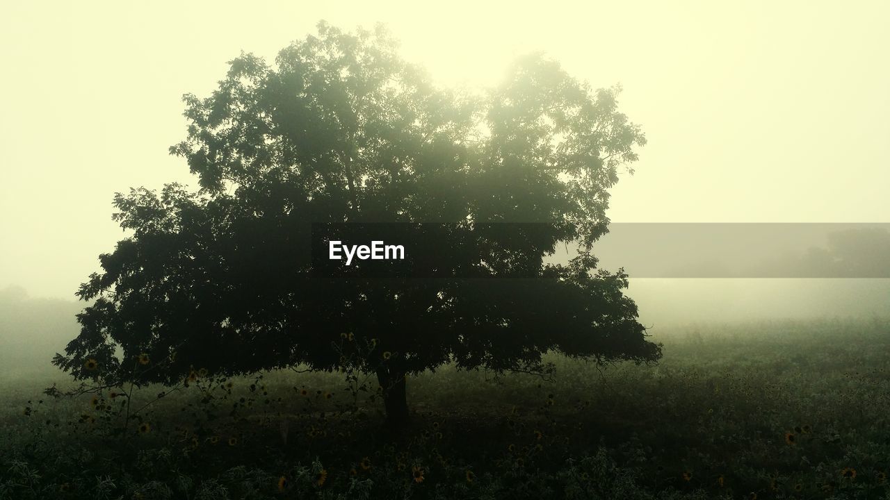 Tree growing on field during foggy weather