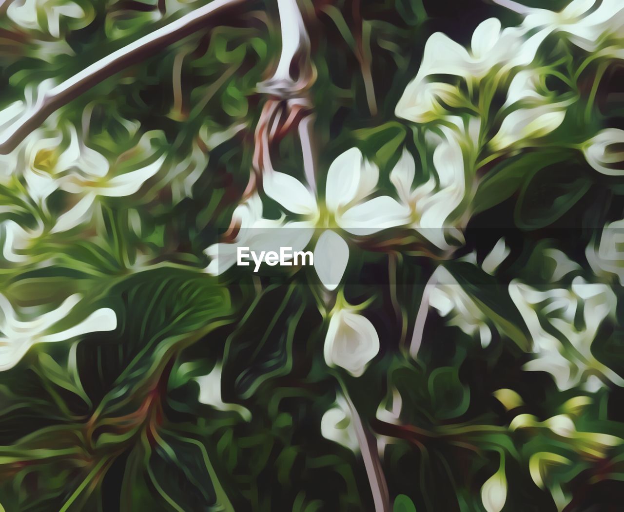 CLOSE-UP OF WHITE FLOWERS BLOOMING OUTDOORS