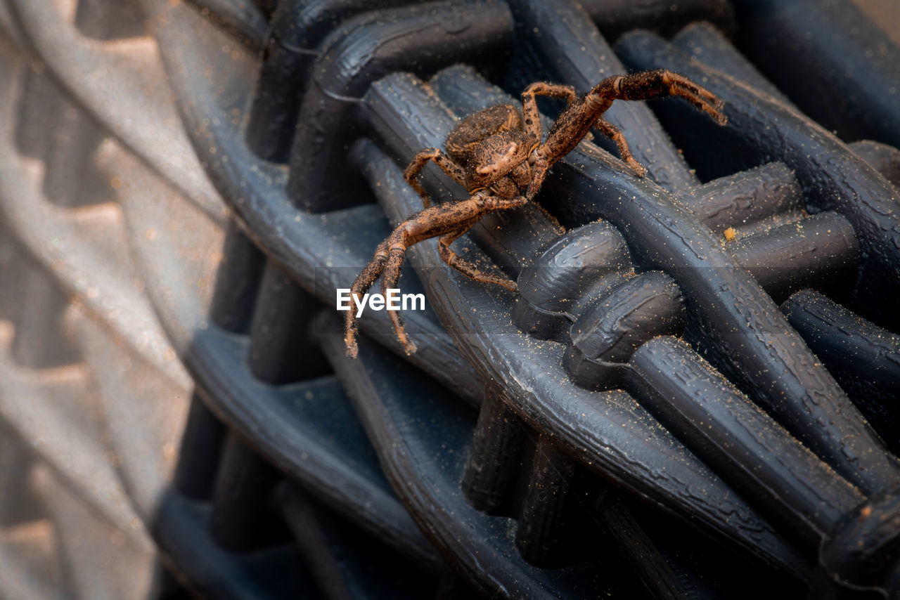 Close-up of spider on built structure