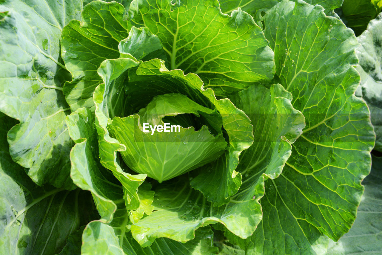 HIGH ANGLE VIEW OF FRESH GREEN LEAVES