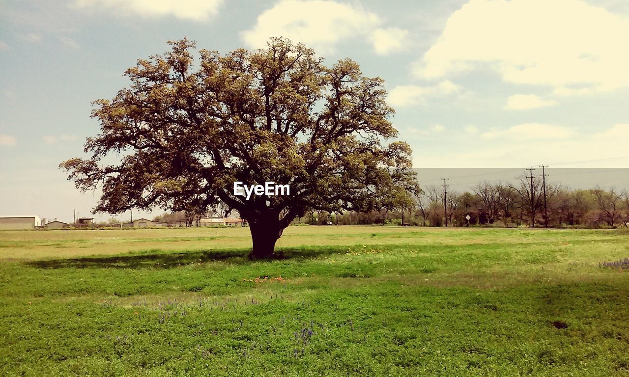 Tree in field