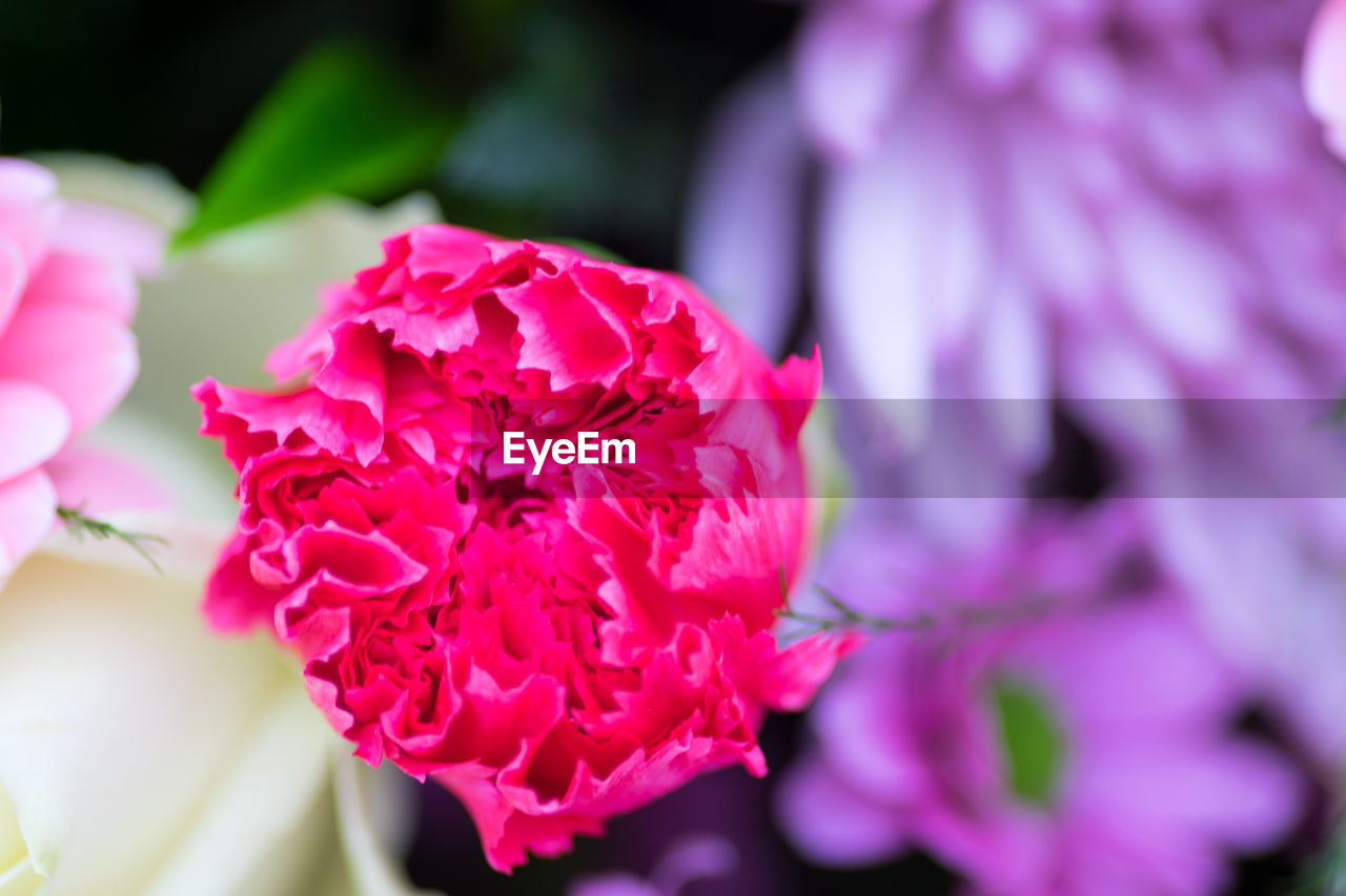 CLOSE-UP OF PINK FLOWER BLOOMING