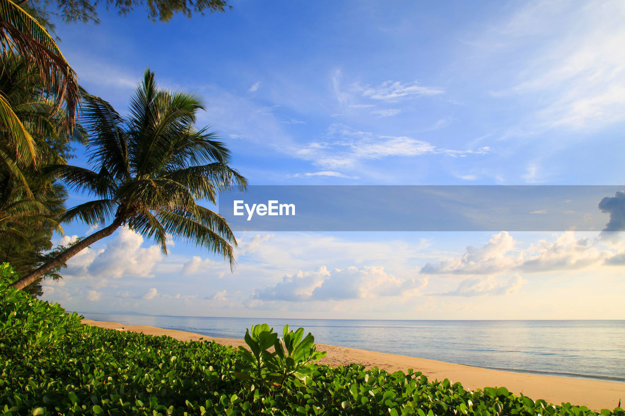 PALM TREE BY SEA AGAINST SKY