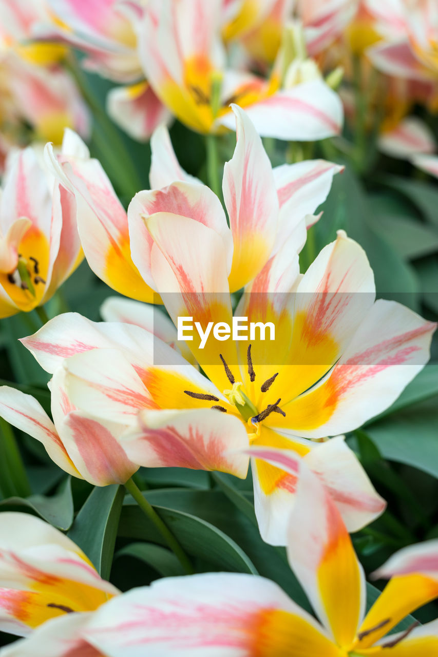 CLOSE-UP OF MULTI COLORED TULIPS