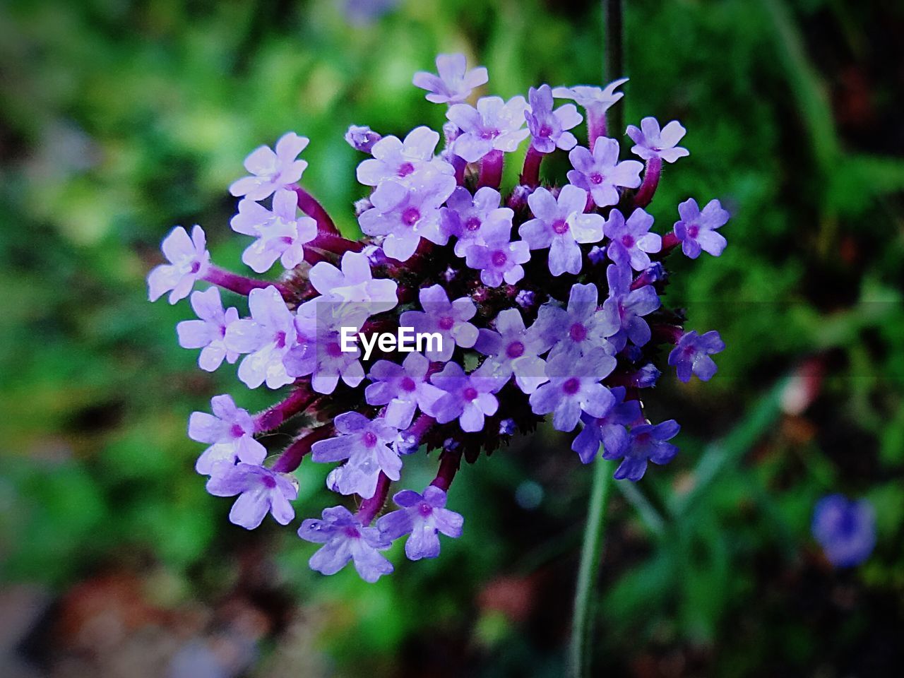 CLOSE-UP OF PURPLE FLOWERS BLOOMING