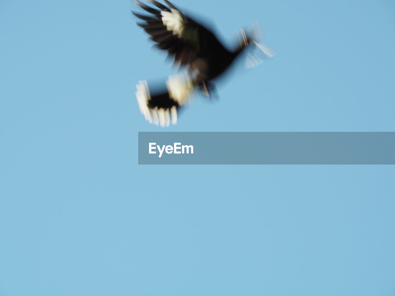 LOW ANGLE VIEW OF BIRD IN CLEAR SKY