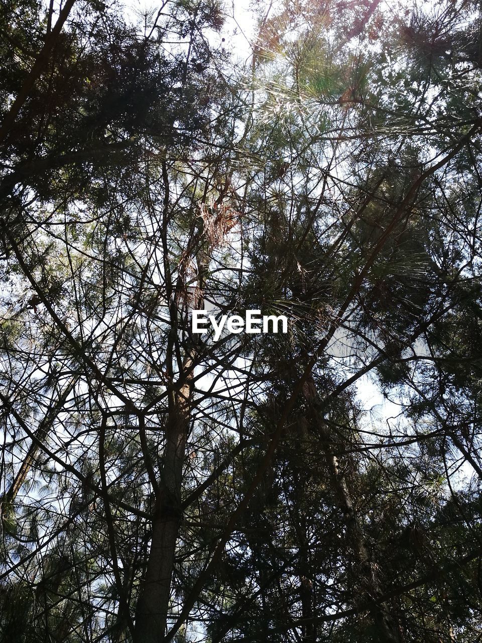 LOW ANGLE VIEW OF TREE IN FOREST