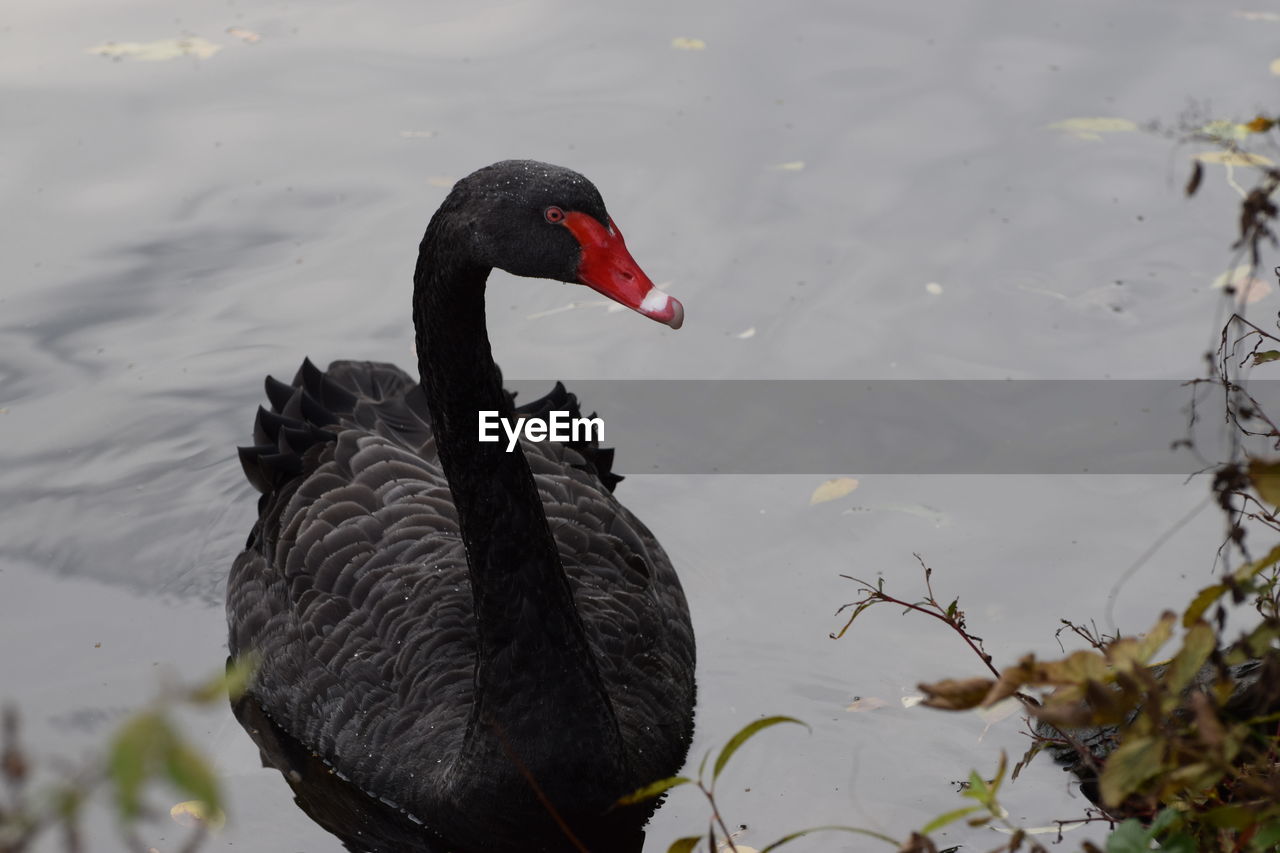 Black swan swimming in lake