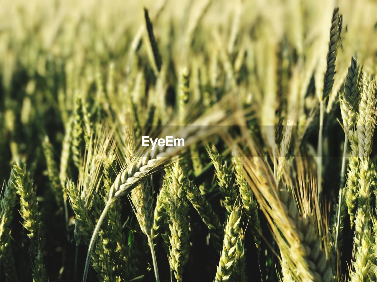 CLOSE-UP OF WHEAT GROWING IN FIELD