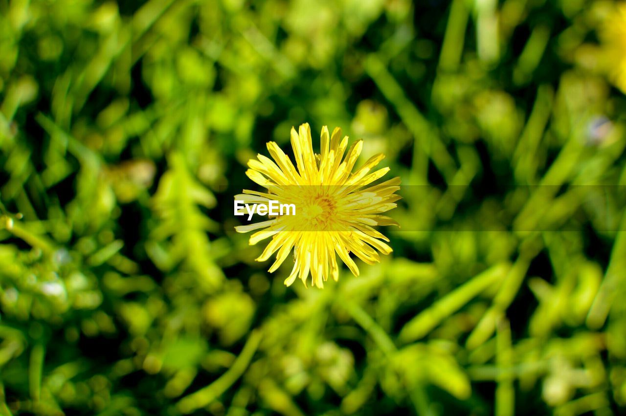 Close-up of dandelion blooming on field