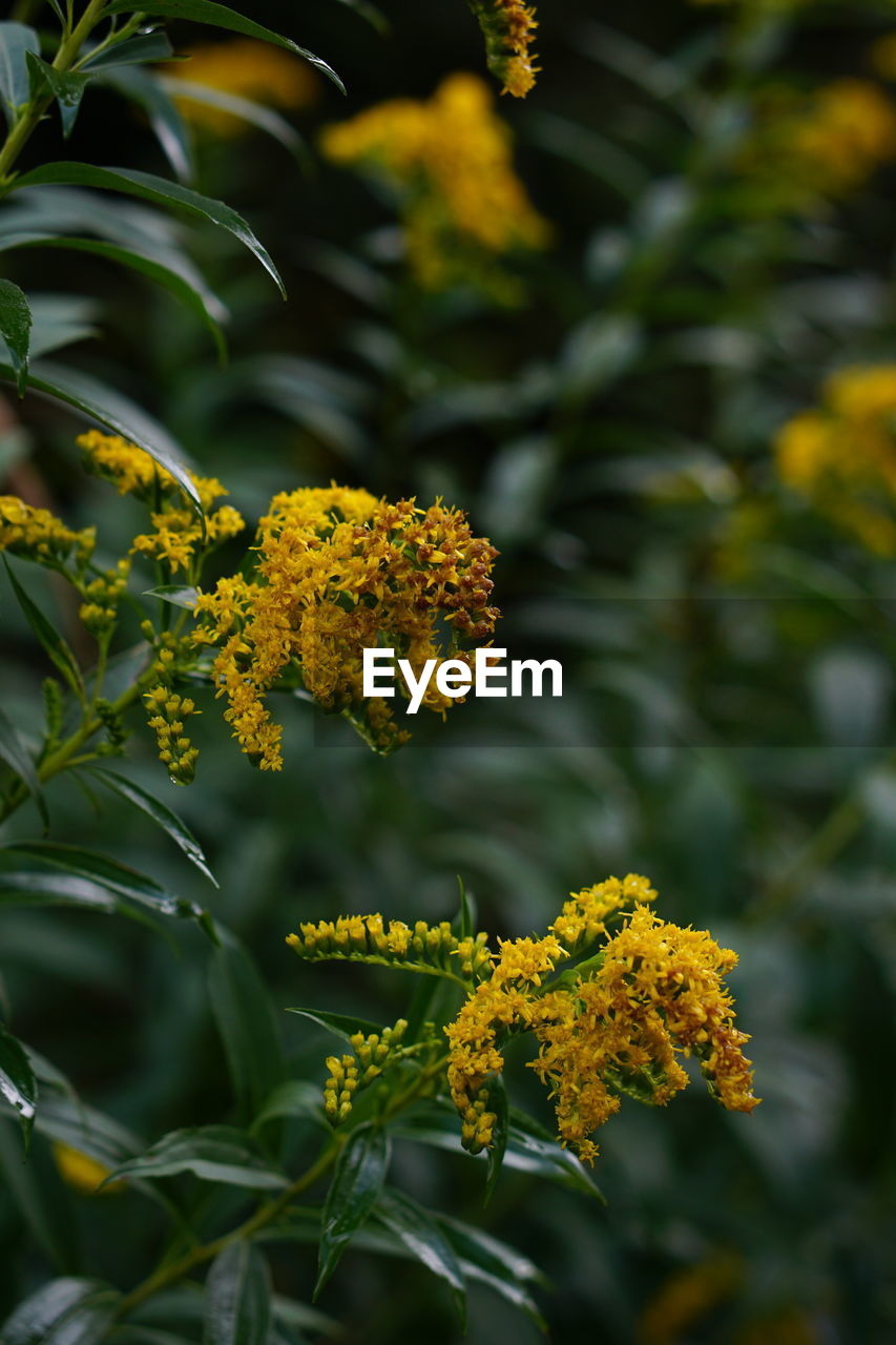 close-up of yellow flowering plant